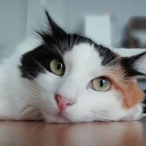 Meet your Posher, Mmustafa